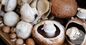 PCH mushroom 3