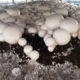 PCH sciencefocus mushroom 3